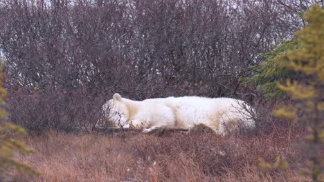 slow motion napping restless polar bear waits for the winter freeze up amongst the brush and trees of churchill, manitoba