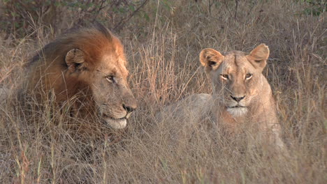 male and female lion rest together in tall grass, close frontal view