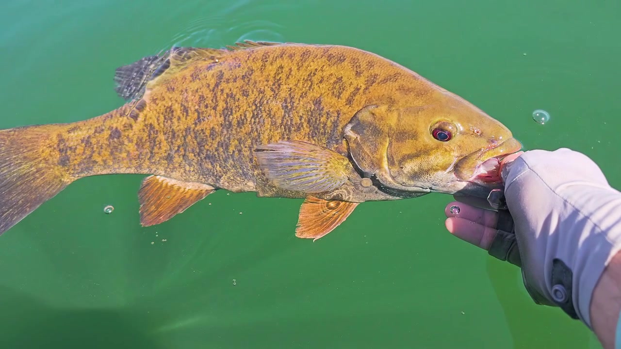 Närbild av en småmunnad bas som återupplivas i slowmotion före utsläpp, med en sportfiskares hand, lugnt grönt vatten och varsam fiskhantering under en fisketur i en sjö.