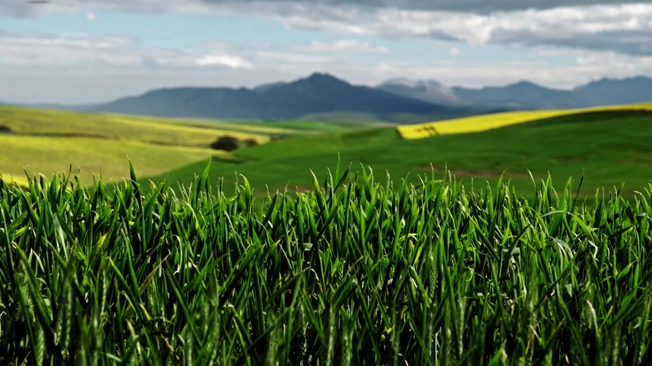 Green grass and rolling canola fields in South Africa