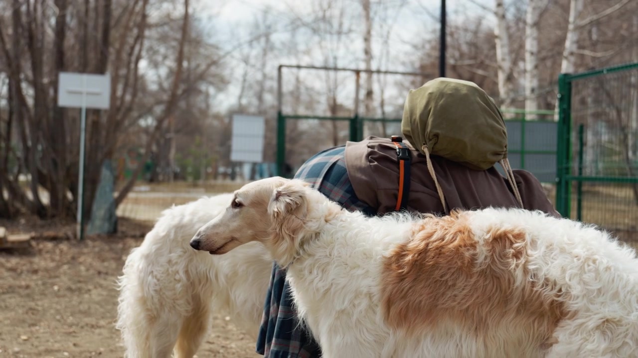 Donna si china per interagire con due grandi cani bianchi in un parco all'aperto, indossando una giacca marrone e portando uno zaino verde. La scena presenta alberi spogli, una recinzione e vegetazione naturale