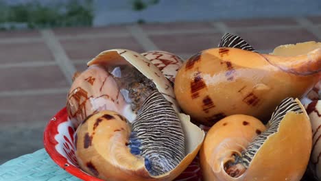 movimiento disparado alrededor de un plato lleno de caracol marino gigante listo para cocinar