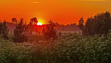 a glowing, golden sunset beyond the trees in the countryside and wildflowers in the foreground - time lapse
