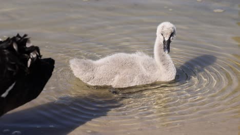 el cigno nada y explora en aguas poco profundas