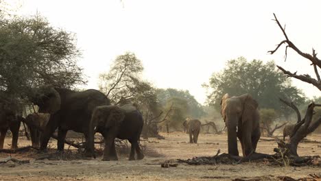 herd of elephants feeding on thorn trees in mapungubwe, south africa