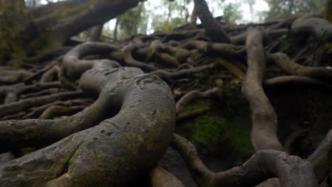 Raíces-De-árboles-Gigantes-Sobre-El-Suelo-En-El-Bosque-Tropical-En-La-Cueva-Guna,-Kodaikanal,-Tamil-Nadu