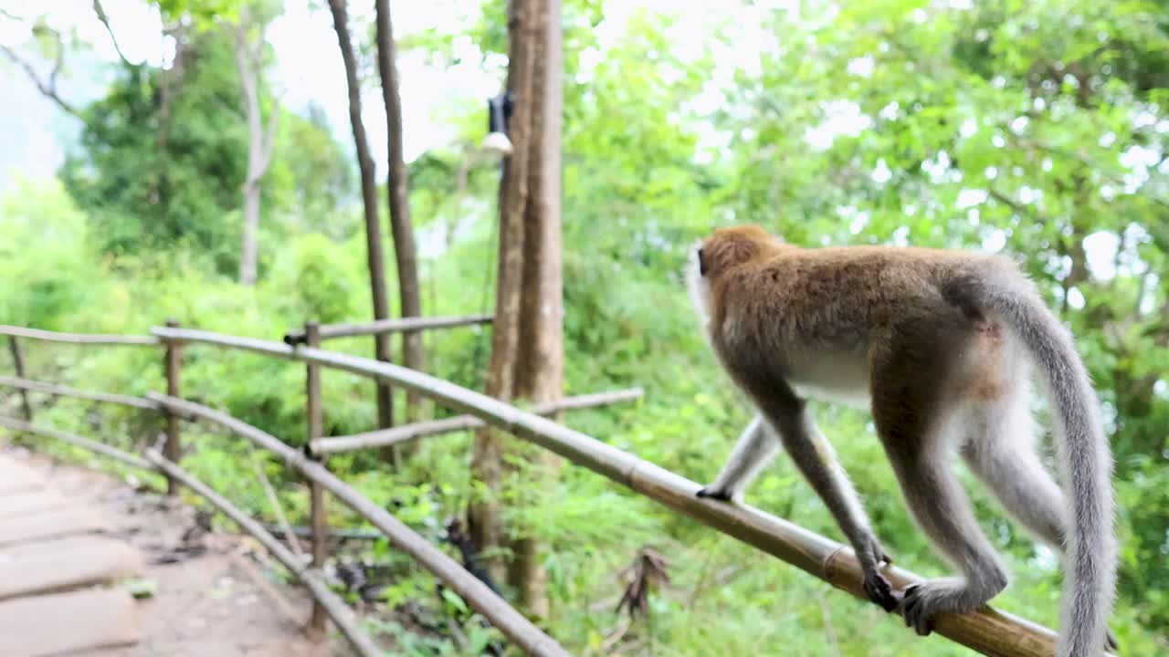 Macaque traverses railing in lush Krabi forest
