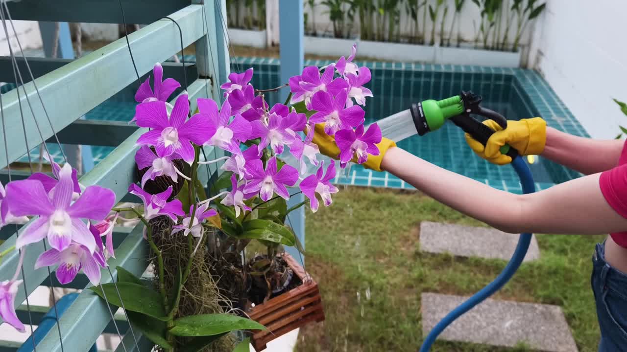 Watering orchids with a garden hose