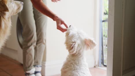 mujer caucásica alimentando a sus perros domésticos en la cocina en casa