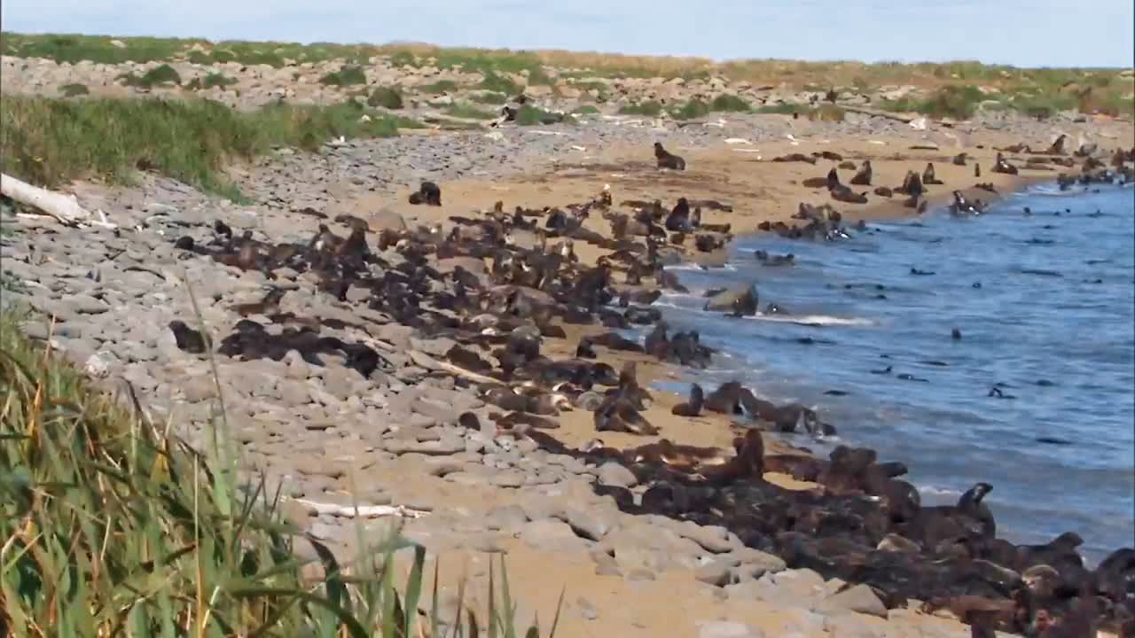 un gran grupo de lobos marinos del norte y sus cachorros en una playa en las islas pribilof