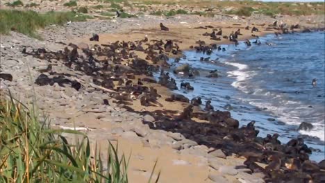 a large group of northern fur seals and their cubs on a beach on the pribilof islands