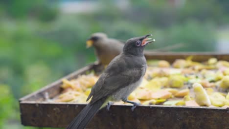 Birds-eating-their-breakfast-in-Wilderness,-South-Africa