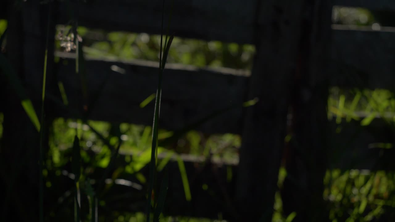 농장 에서 해가 뜨면 식물 들 이 태양 을 향해  ⁇ 니다