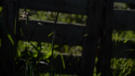 plants extend toward sun at sunrise on agricultural farm