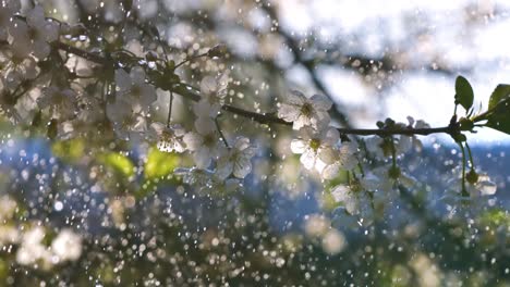 cherry blossom period. drops of spring rain fall on a cherry blossom. shot on super slow motion camera 1000 fps.