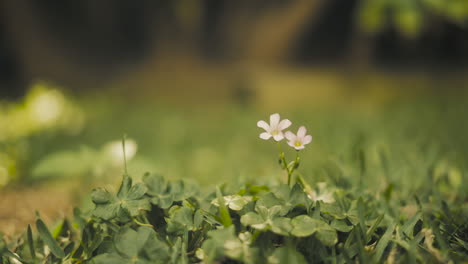 4倍のスローモーションで近くで撮影された花