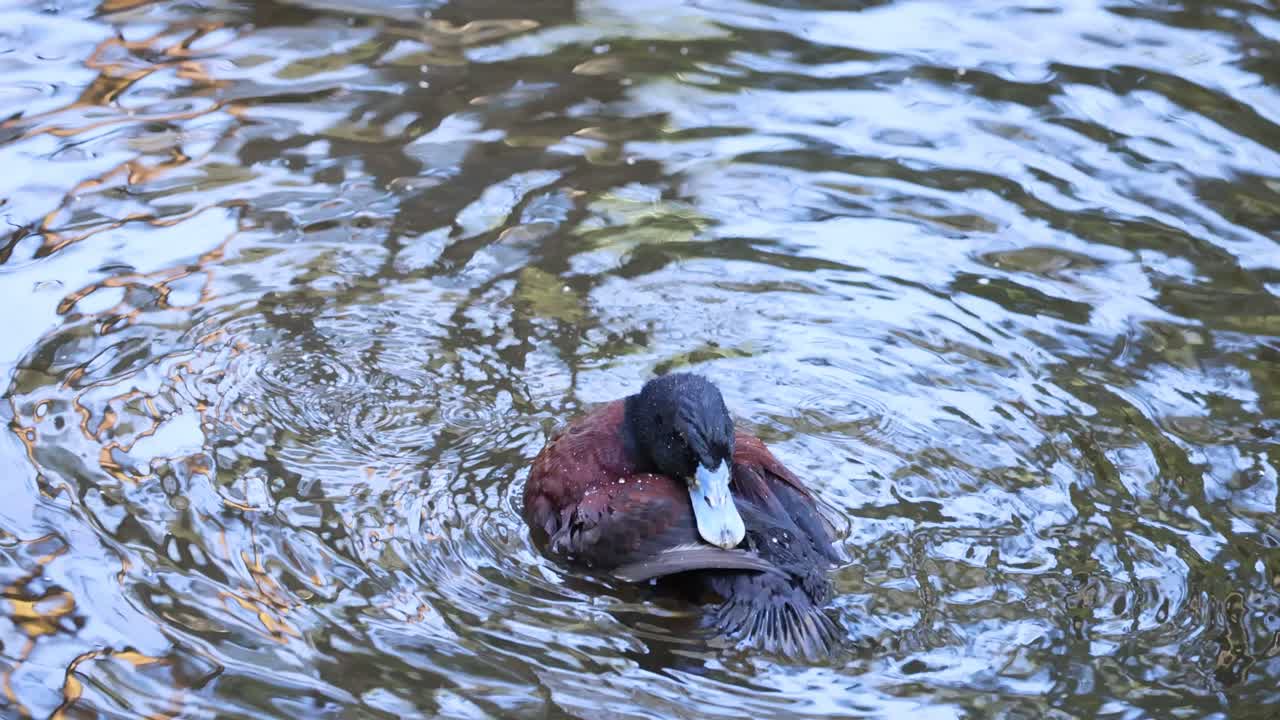 un pato nadando y arreglándose en el agua