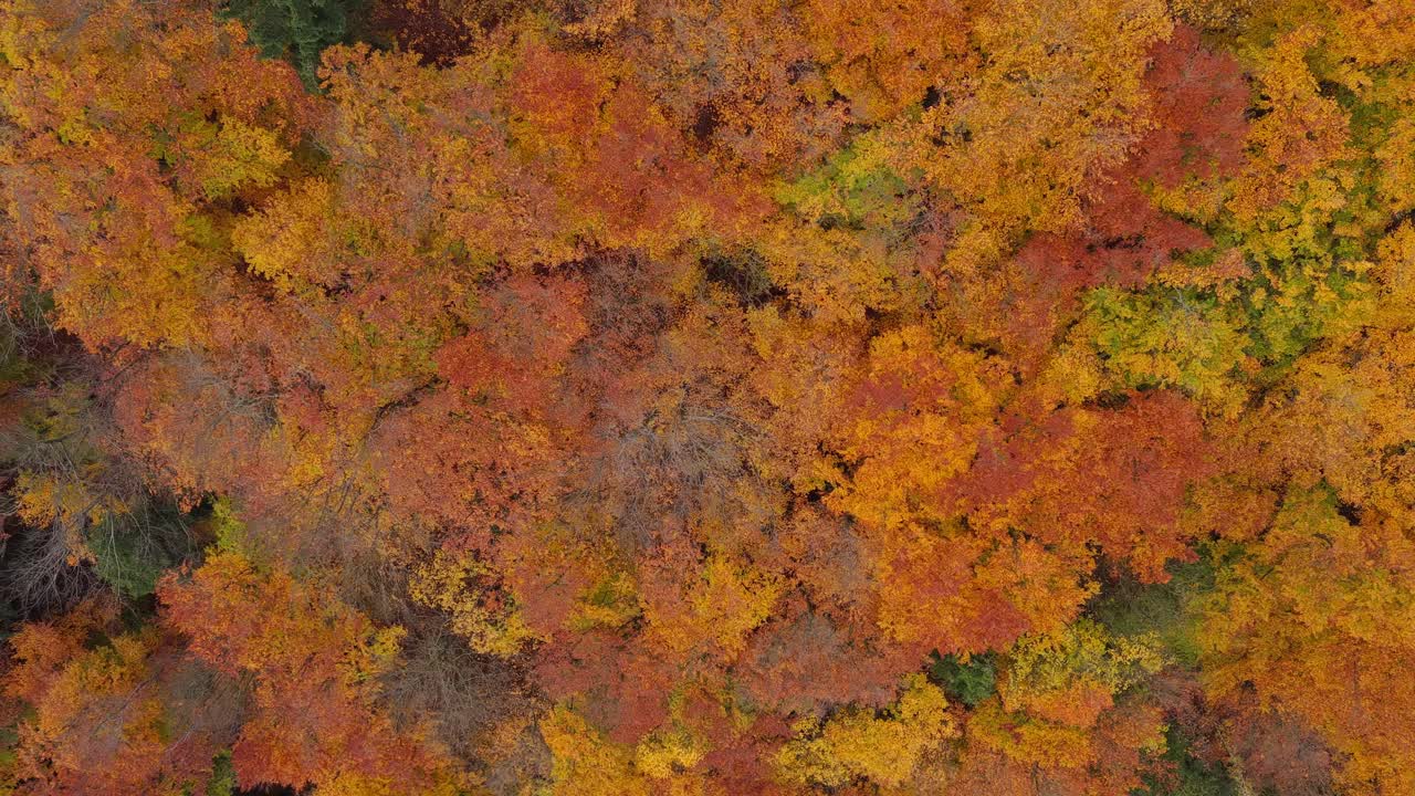 Orange and yellow leaves on the trees below the drone. A beautiful forest in autumn. A peaceful place in nature