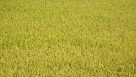 Campos-De-Arroz-Coreanos-En-Temporada-De-Cosecha