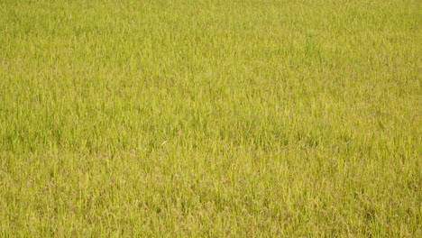 korean rice fields in harvesting season