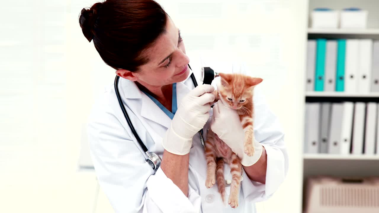 Veterinário examinando um gato com seu dono