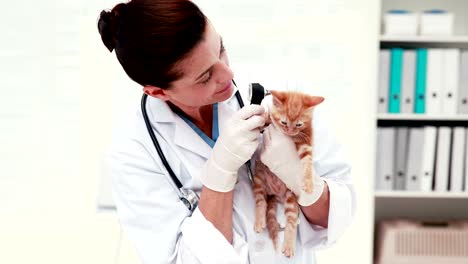 tierarzt untersucht eine katze mit ihrem besitzer