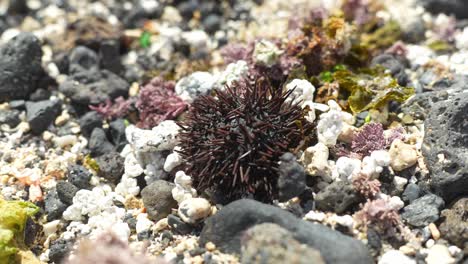 purple sea urchin on a rocky seabed, close up