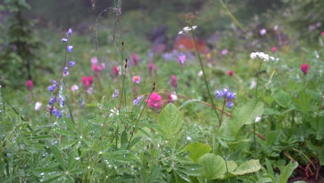 Wassertropfen-Und-Wildblumen-Auf-Einem-Verträumten-Waldwiesenhintergrund-Im-Berg