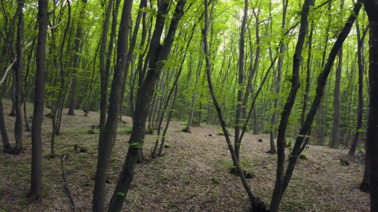 caminando por el sendero del bosque en un vasto tronco de pino verde, pov deambulando por el patrón del bosque verano hermosa luz del atardecer