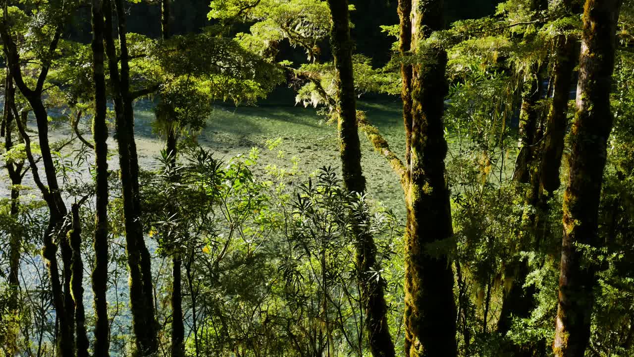 조밀한 자연 식물의 느린 패닝 샷과 태양에 의한 잔잔한 투명한 강 조명