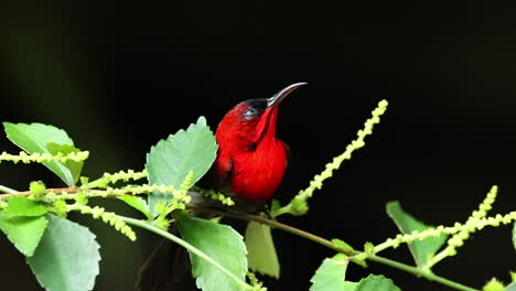 single crimson sunbird on tree branch