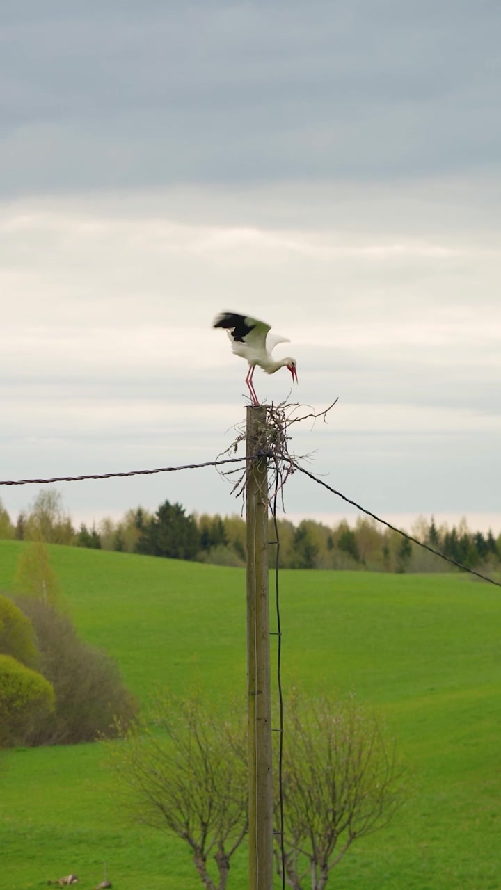 Vertikal video af en hvid stork, der bygger en rede på en forsyningsmast i et frodigt grønt forårslandskab.