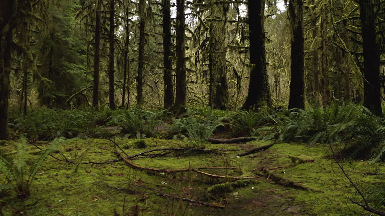 helechos, árboles de crecimiento antiguo, troncos de enfermera y árboles de musgo en el bosque tropical hoh en el parque nacional olímpico, washington, ee.uu.