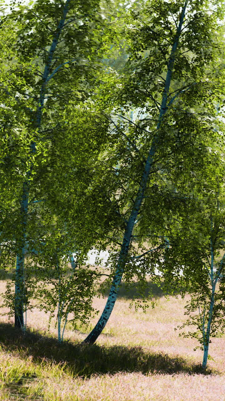 bosque de abedules a la luz del sol por la mañana