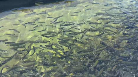 fillmore fish hatchery in fillmore, california