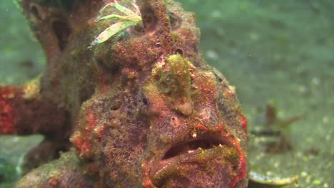 painted frogfish walks towards camera using ventral fins as legs, close-up shot showing upper body parts including lure, sandy bottom during daylight