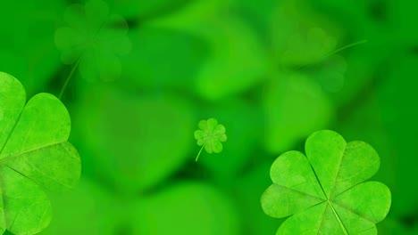 animation of clover leaves falling spinning on green background