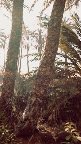 palm trees in a desert oasis