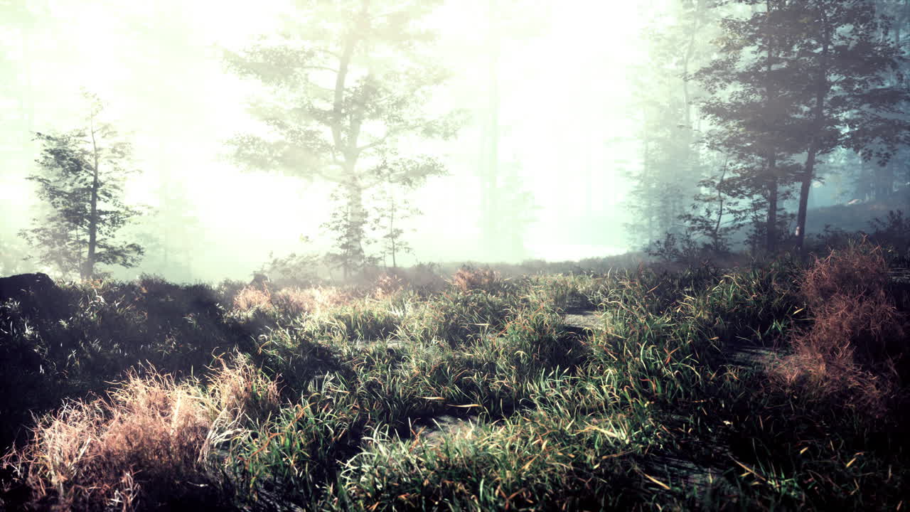 안개가 많은 아침에 숲 속의  ⁇ 빛