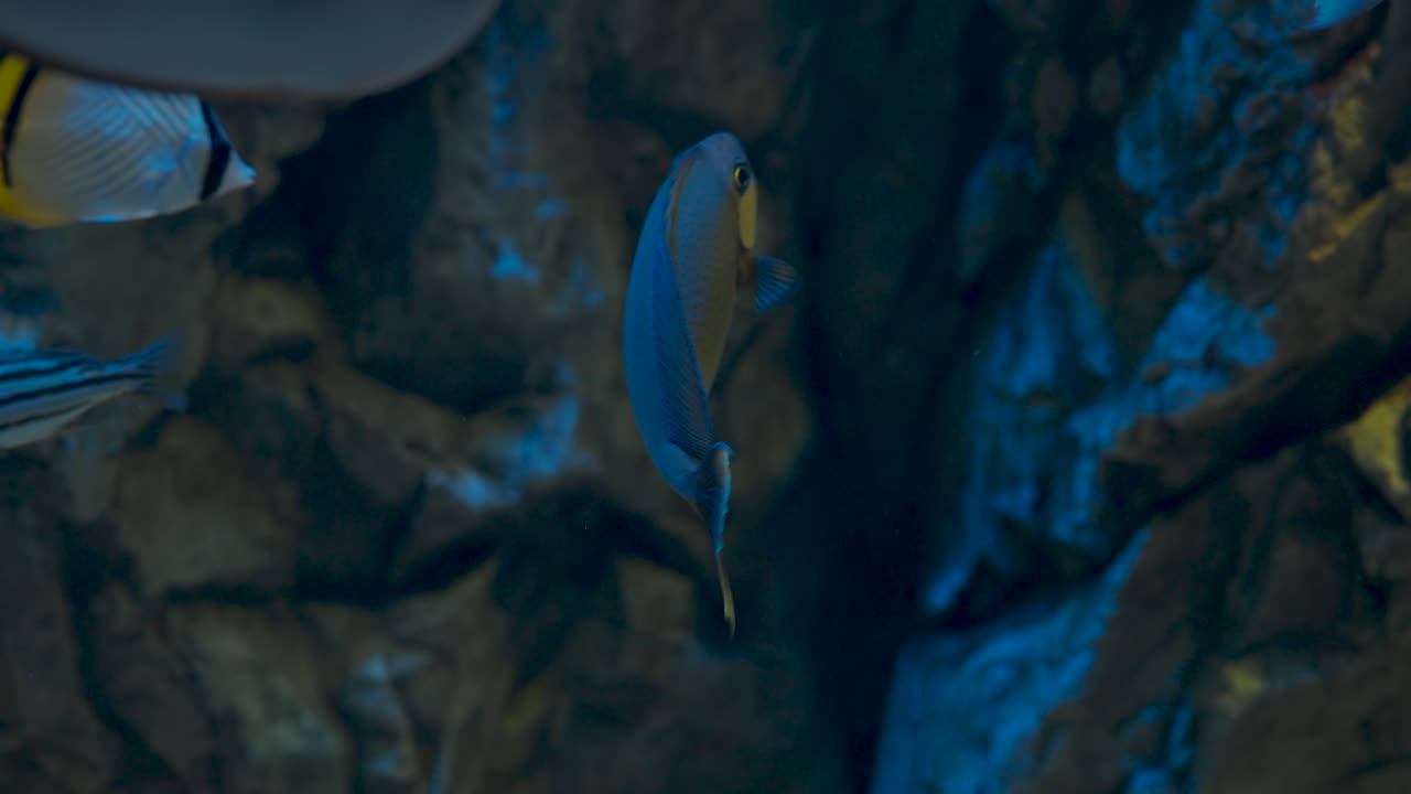 Stor grålig, spættet enhjørningefisk svømmer gennem dybt blåt vand med en gul hale og lyseblå mund i Aqua Planet Gwanggyo akvariedisplay