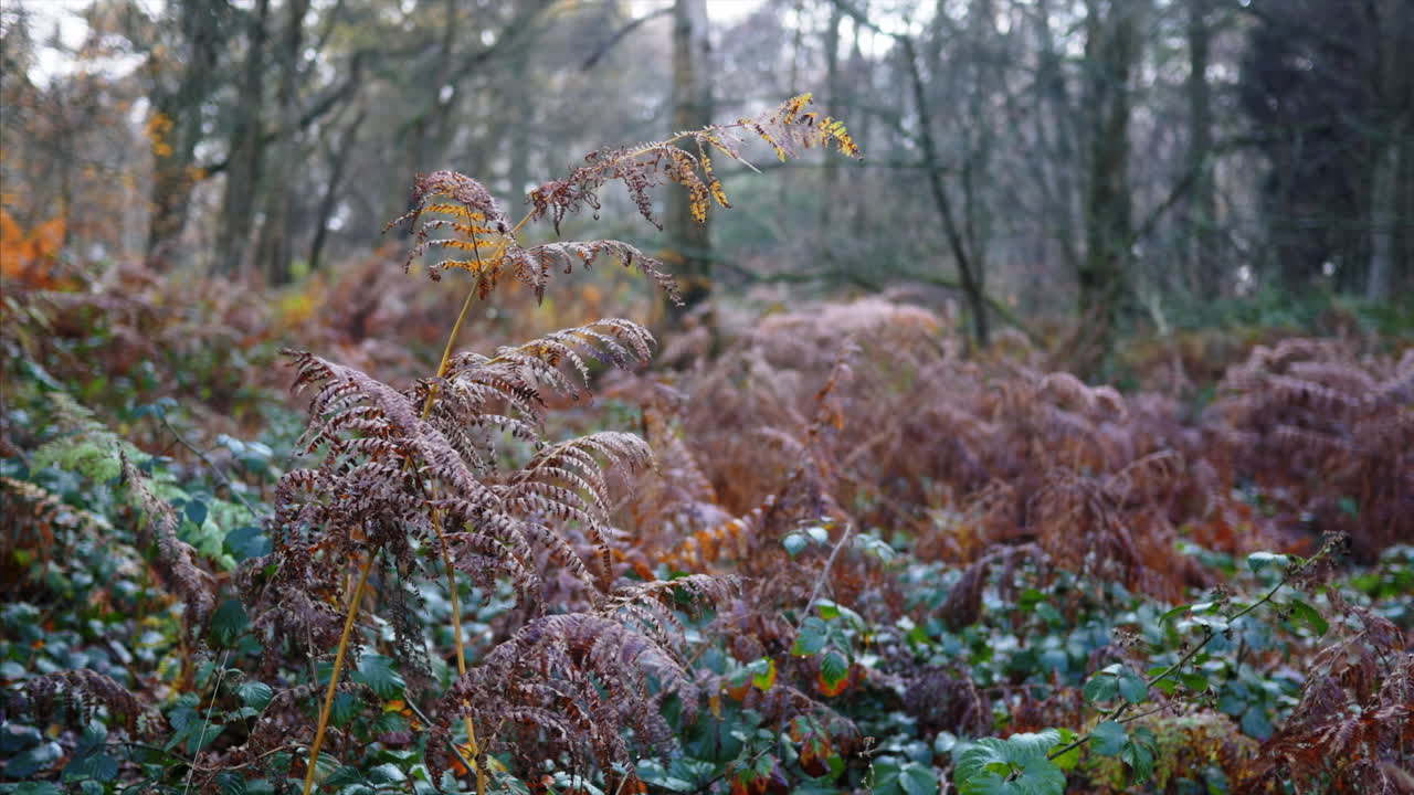 A SLOW MOTION PANNING SHOT of colorful fern in the forest with trees in the background.