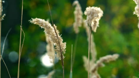 grass spikelet growth in field. charming beauty of forest defocused grass.