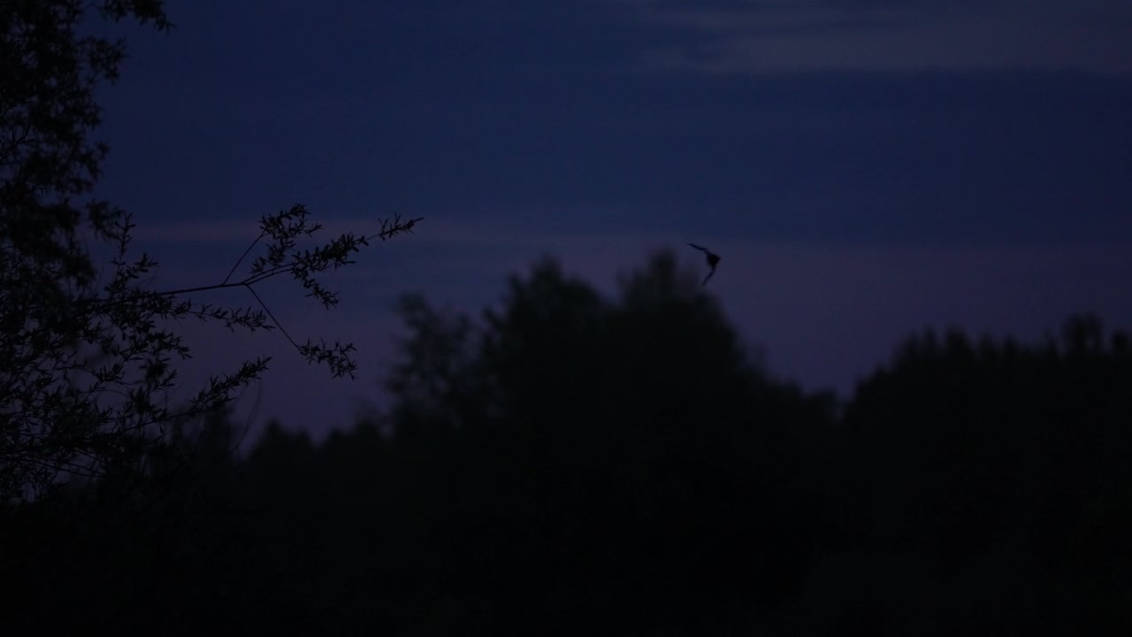 Pipistrello che vola di notte sopra Varaždin, Croazia, emergendo dalla cima di un albero a sinistra e planando attraverso il cielo scuro prima di uscire dall'inquadratura in alto a destra.