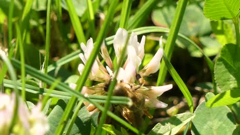 close-up footage of a bee collecting nectar from a white clover flower