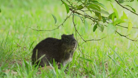 Conejillo-De-Indias-Brasileño,-Cavia-Aperea-Comiendo-En-La-Hierba-Verde,-Levántate-Y-Tira-Hacia-Abajo-De-La-Rama-Del-árbol-Para-Alcanzar-Hojas-Frescas-Más-Altas,-Tiro-De-Cerca-De-La-Vida-Silvestre-En-Pantanal-Brasil-En-Un-Día-Soleado