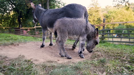 a cute little newborn miniature mediterranean donkey with a fringe clumsily balancing on its legs, his mother standing behind, both standing next to a wooden fence on a farm, close up static 4k shot