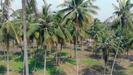 Palmeras-Tropicales-Con-Hojas-Largas-Se-Mecen-Con-El-Viento-Cuando-Hace-Calor