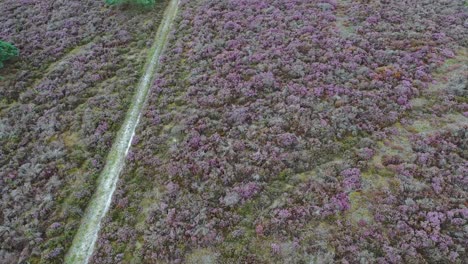 aerial footage camera tilting up to reveal heathland covered in heather and silver birch in summer