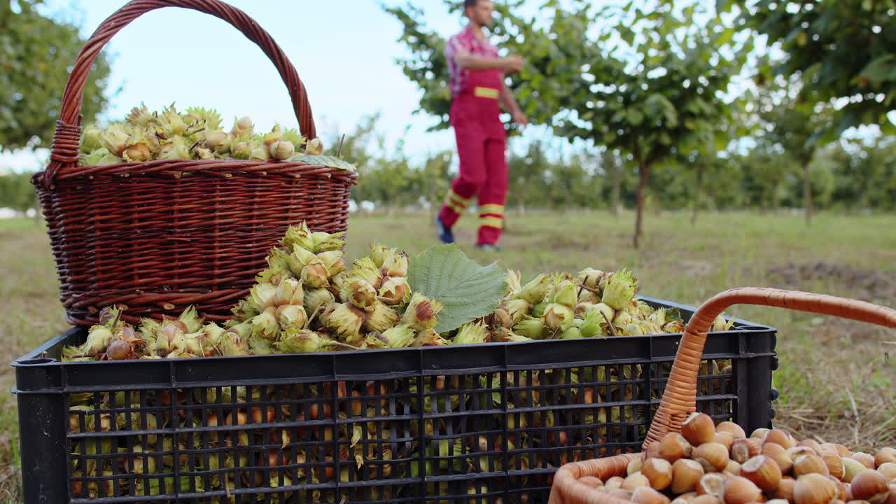 Man farmer plucks collects ripe hazelnuts from deciduous hazel trees rows in garden harvesting