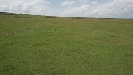 en la búsqueda de un guepardo en maasai mara, kenia